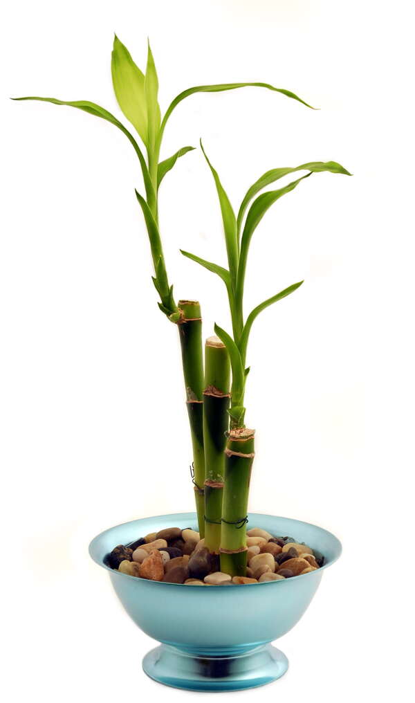 盆栽富贵竹