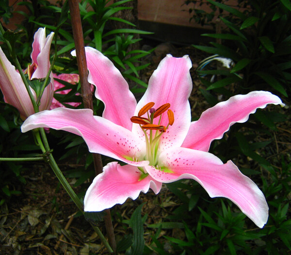 位圖植物攝影寫(xiě)實(shí)花卉花朵百合免費(fèi)素材