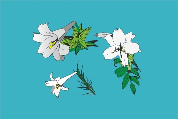 百合花