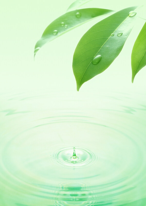 蓝天绿叶与水滴