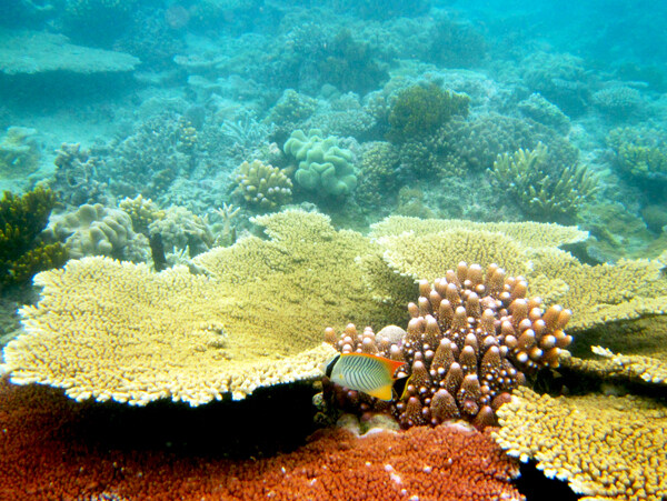 大堡礁珊瑚礁图片