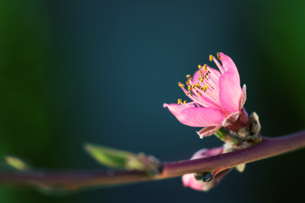 桃花
