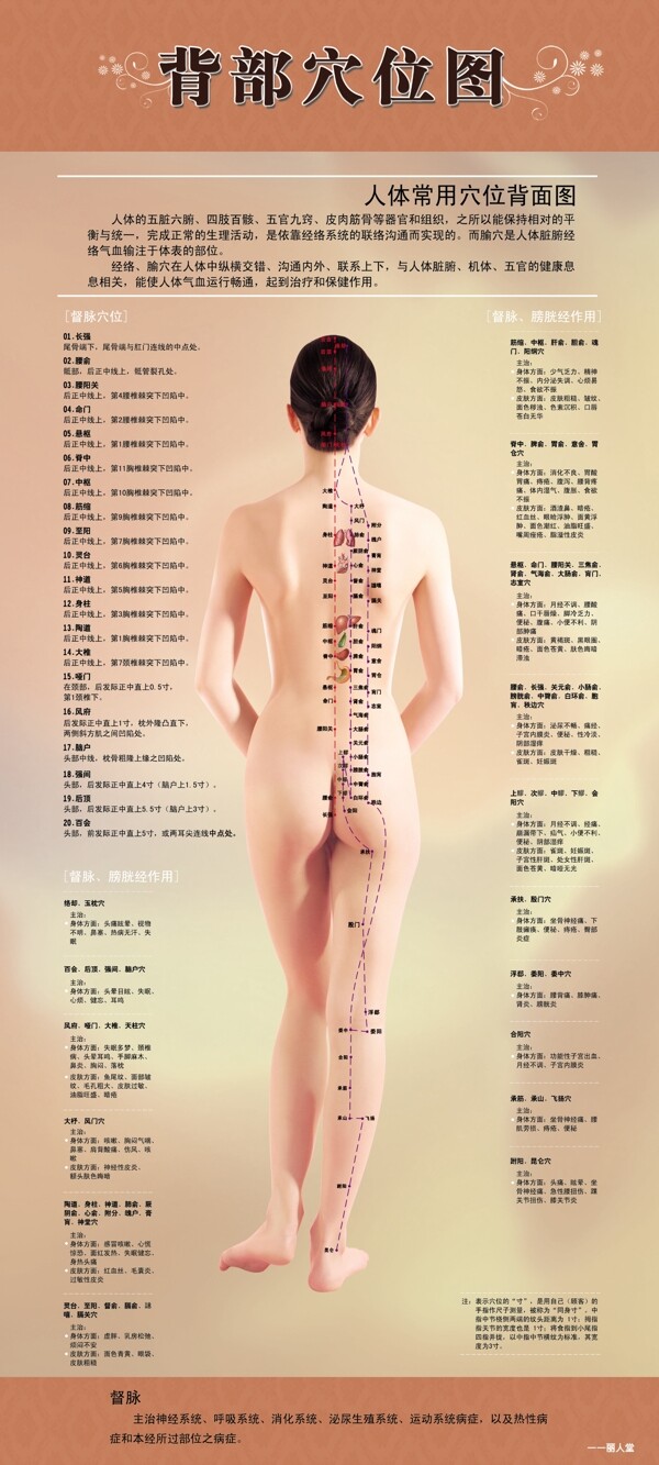 背部穴位