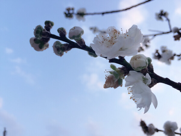 桃花
