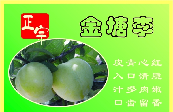 金塘李子