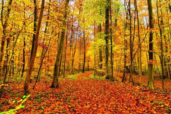秋天黄树林风景