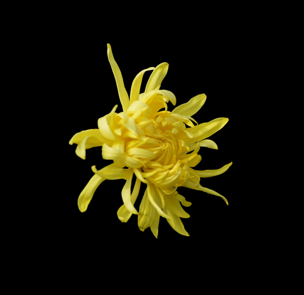 位圖植物花朵菊花免費(fèi)素材