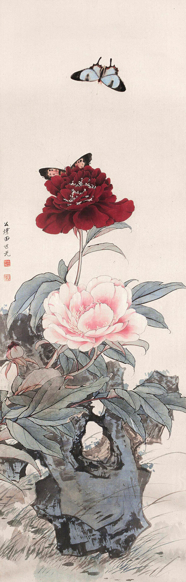 牡丹蝴蝶圖片