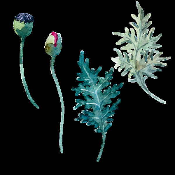 植物樣本卡通透明素材