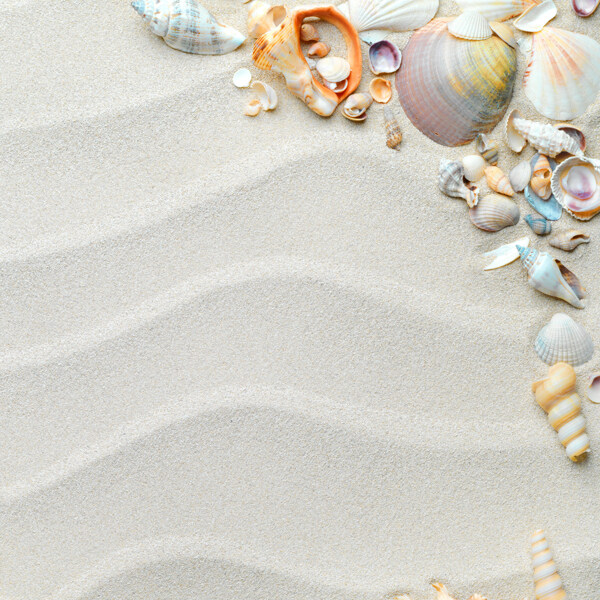 沙滩贝壳摄影图片
