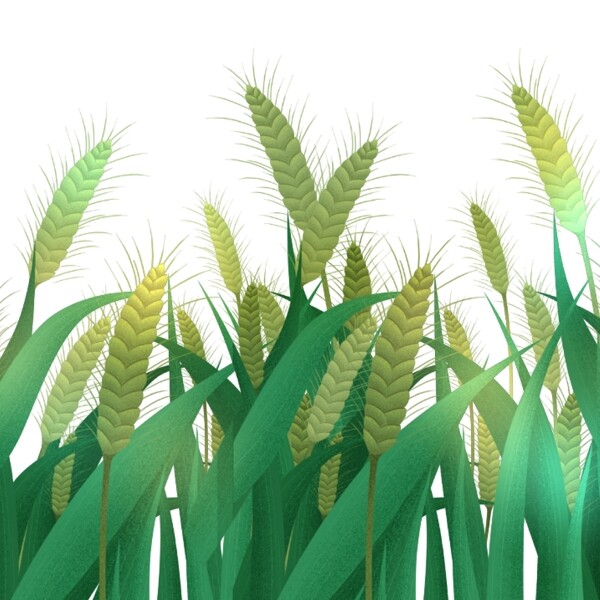 绿色植物水稻小麦