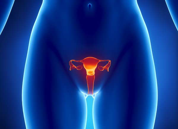 女性生殖器官图片