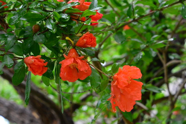 石榴花