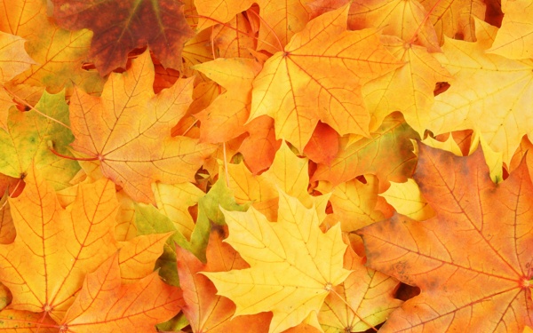 紅色金黃色的楓葉