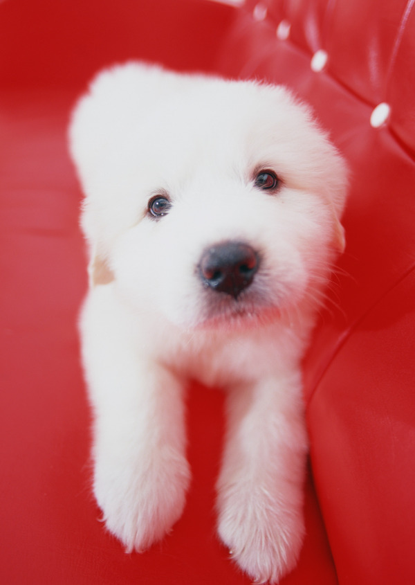 沙发上的白色狗狗图片
