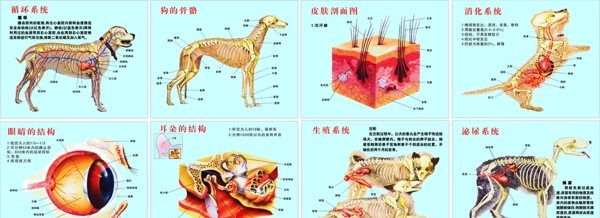 動(dòng)物解剖結(jié)構(gòu)狗解剖結(jié)構(gòu)