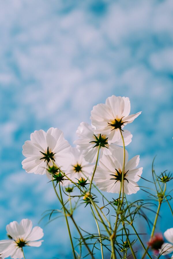 藍(lán)天白云花朵