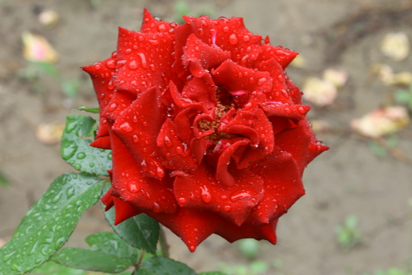 月季花