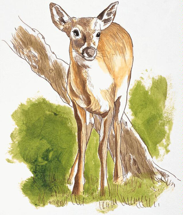 動物插圖24