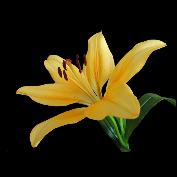 位圖植物攝影寫(xiě)實(shí)花卉花朵百合免費(fèi)素材