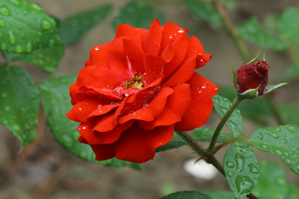 月季花