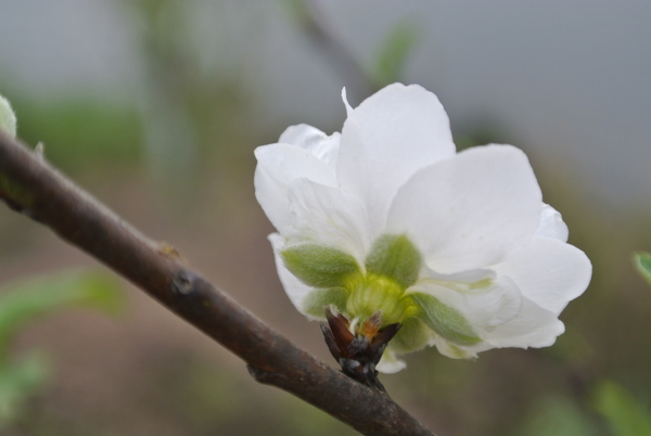 桃花圖片