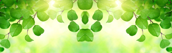 清新綠葉淘寶海報(bào)
