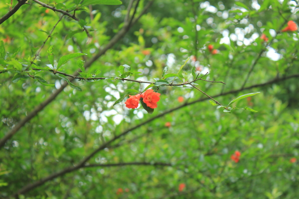 石榴花