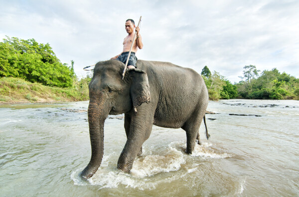 水里骑大象的男人图片