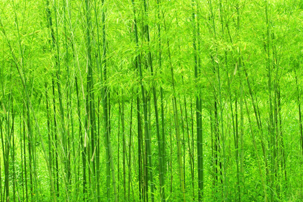 竹子竹林竹叶图片