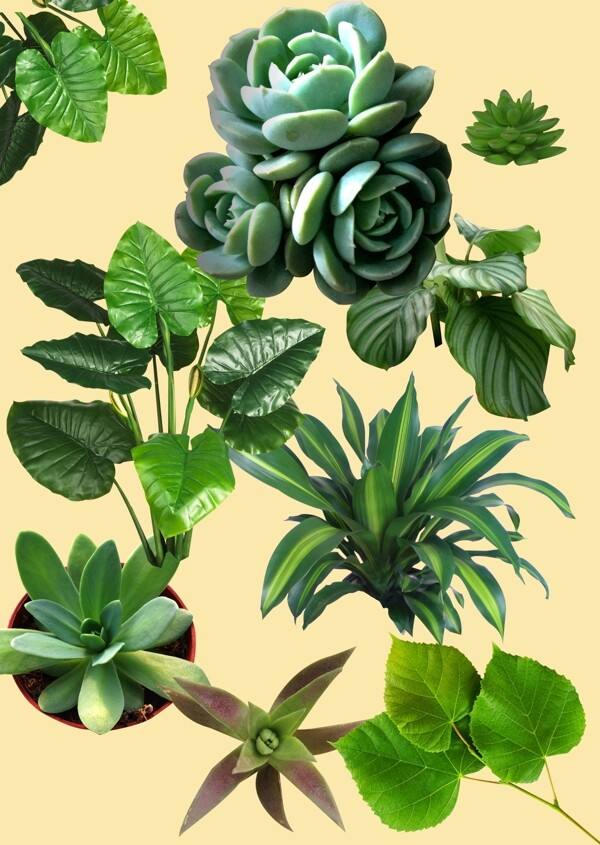 綠色植物