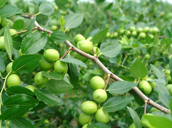棗樹(shù)棗圖片
