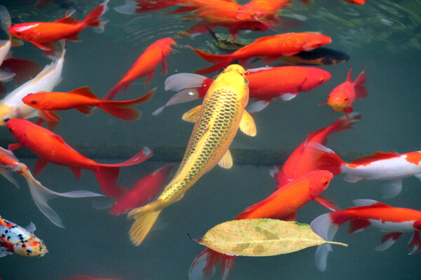 游魚錦鯉圖片