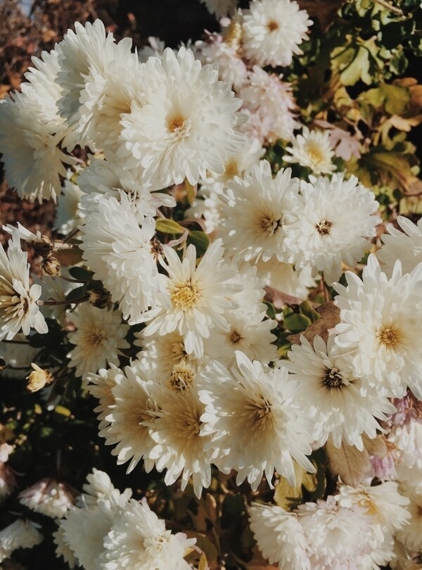 盛开的白菊花