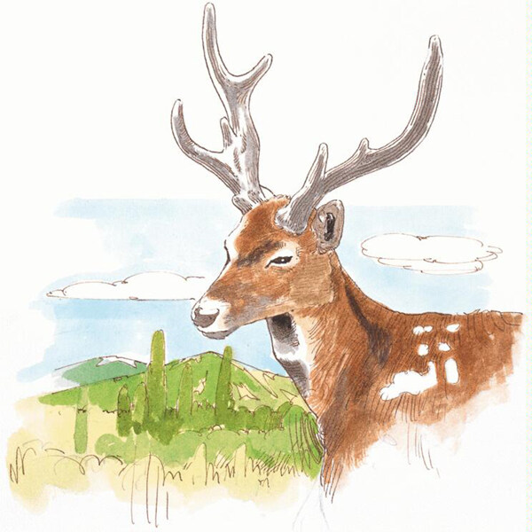 動(dòng)物插圖17