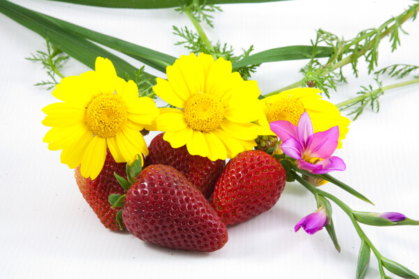 草莓鮮花圖片