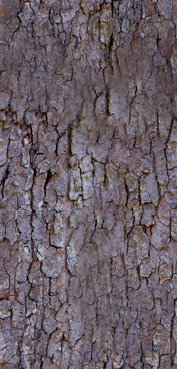 Tree樹(shù)06