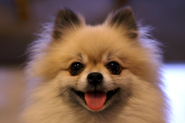 博美犬圖片