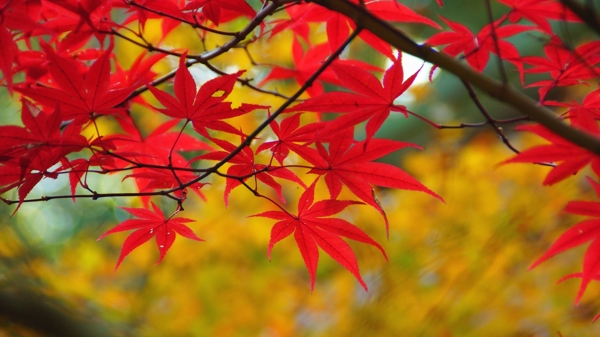 唯美香山红叶风景图片