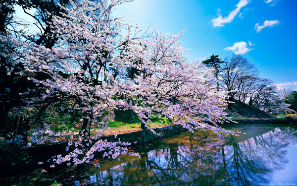 弘前城的樱花树图片