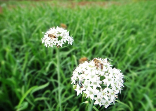 韭菜花圖片
