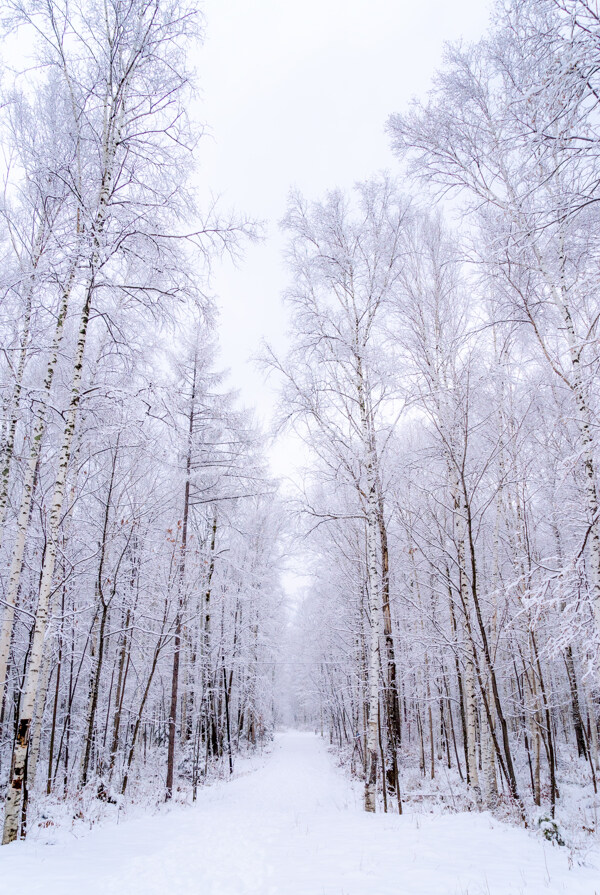 冬天冰雪覆盖的树林摄影