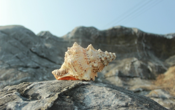 海螺贝壳