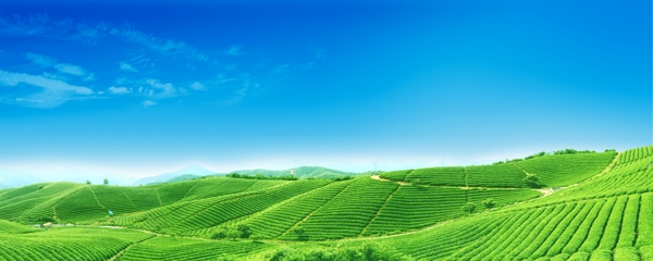 茶山風(fēng)景