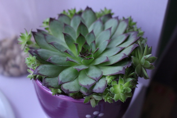 多肉植物圖片