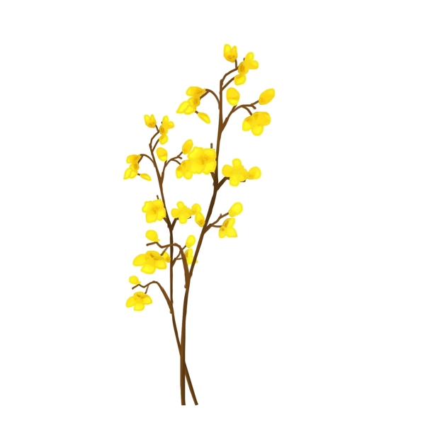 手繪花卉png素材
