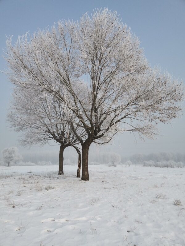 冬天的树景