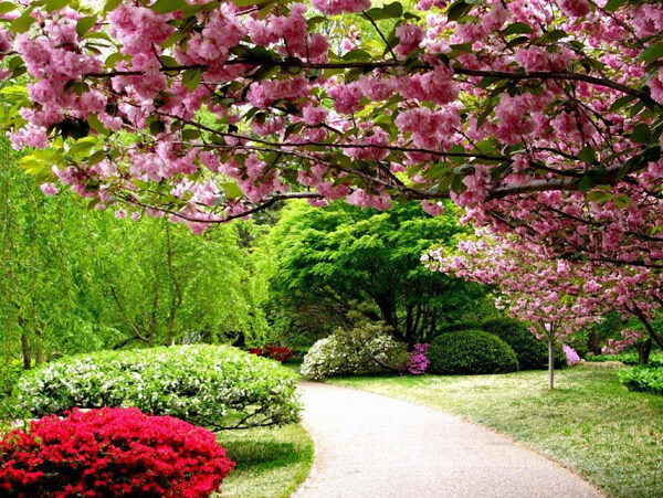 春天桃花背景圖片