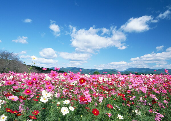 花園