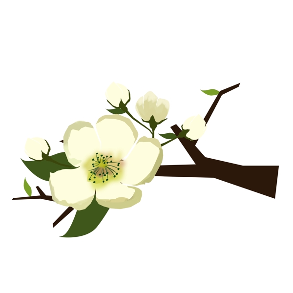 梨花白色花朵花枝花卉手绘简约风6